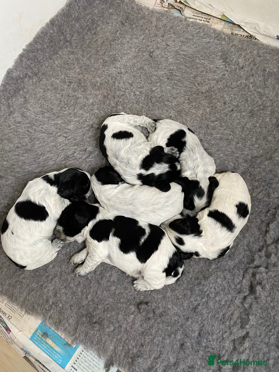 Cocker Spaniel dogs for sale: Beautiful cocker spaniel puppies  - Image 9