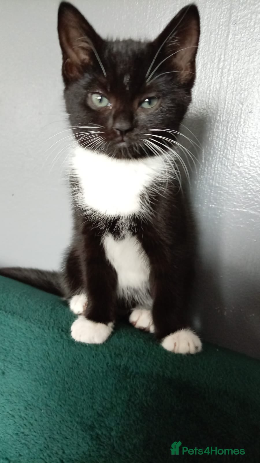 Mixed Breed cats Adorable kittens for sale  - Advert 1