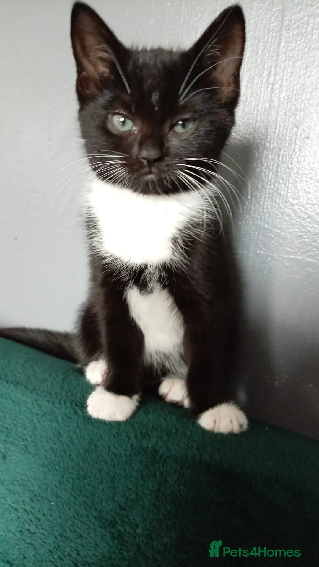 Mixed Breed cats for sale: Adorable kittens for sale  in Portsmouth - Advert 1