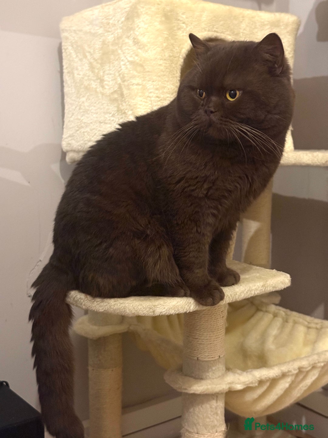 British Shorthair cats for stud: 🐾 GCCF&TICA Chocolate British Shorthair Stud 🐾  - Advert 3