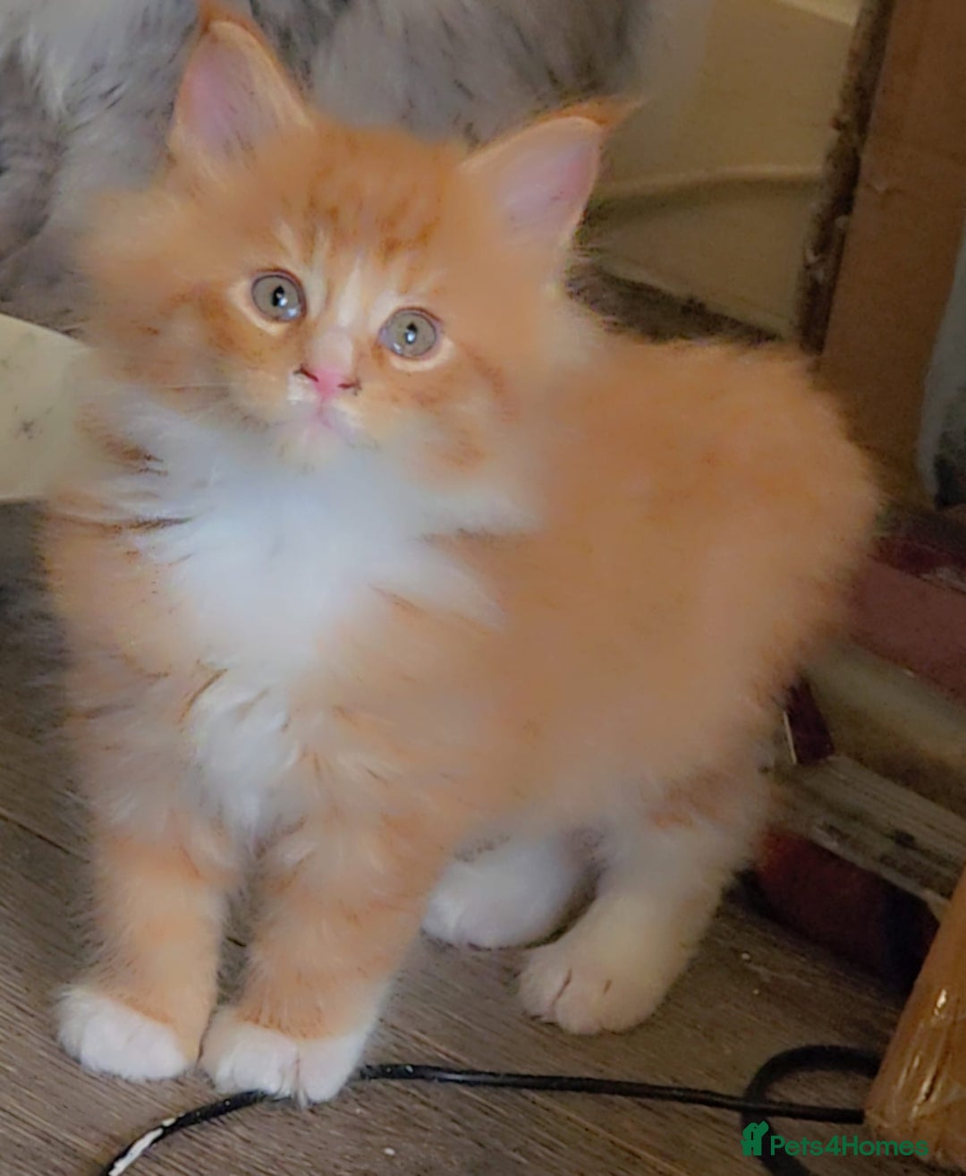 Maine Coon cats for sale: Rare red and white bicolor lMaincoon ready now  - Advert 22