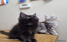 Maine Coon cats for sale: 🥰MC Kittens🥰 - Image 19