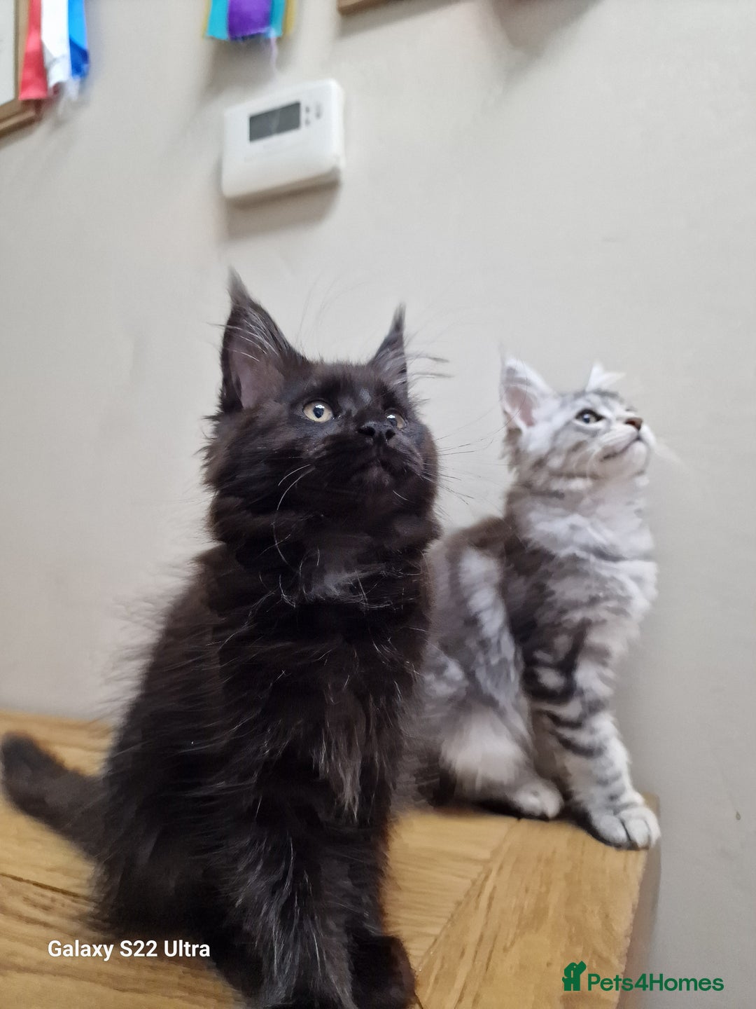 Maine Coon cats for sale: 🥰MC Kittens🥰 - Image 19