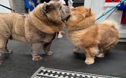 Chow Chow dogs for stud: Rare lilac smooth coat KC reg for stud  - Image 20