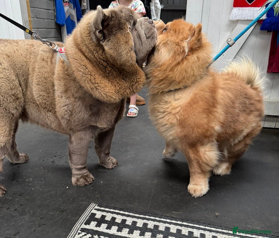 Chow Chow dogs for stud: Rare lilac smooth coat KC reg for stud  - Image 20