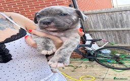 Mixed Breed dogs for sale: Beautiful American bulldog x cane corso puppies - Image 15