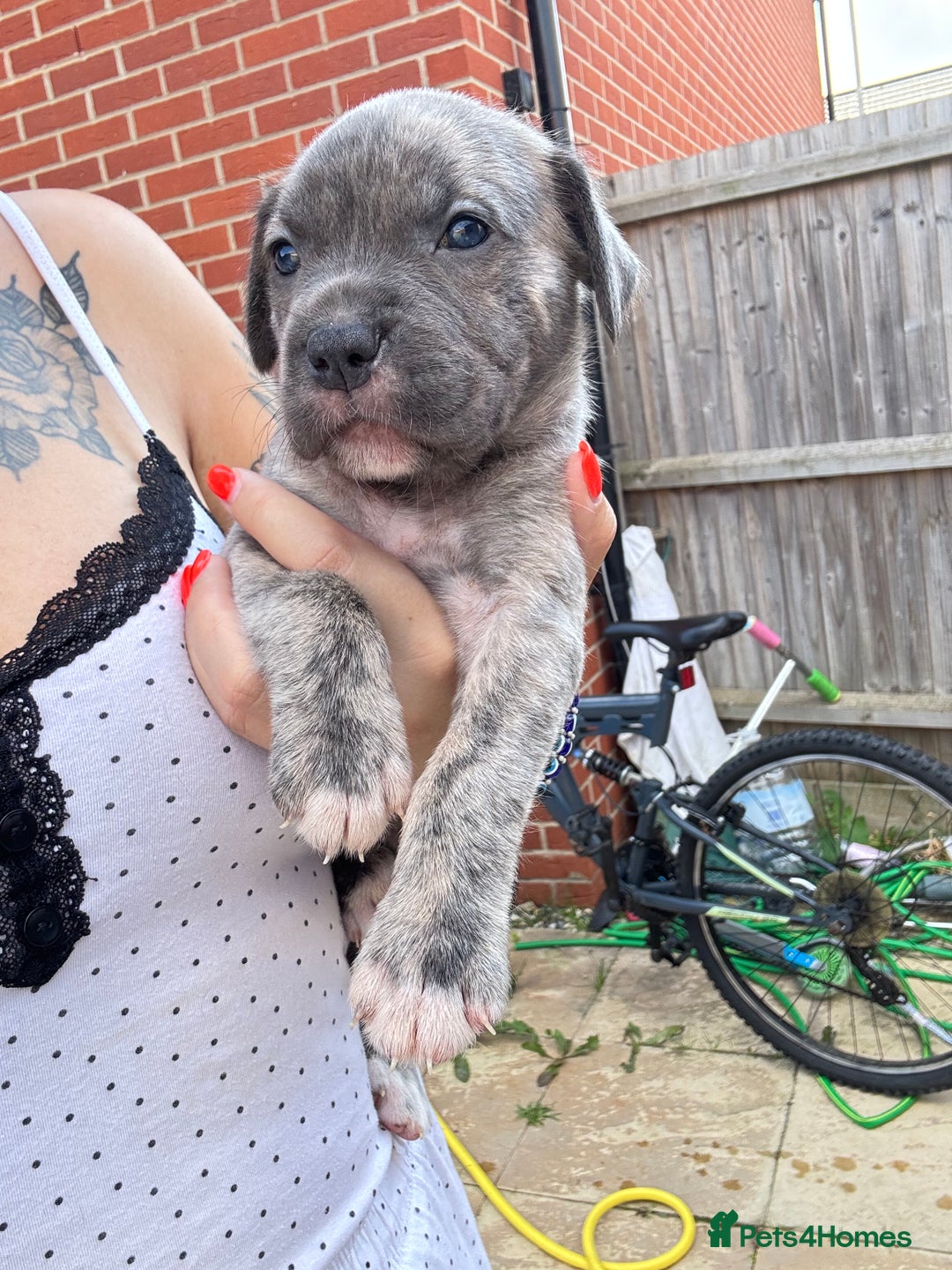 Mixed Breed dogs for sale: Beautiful American bulldog x cane corso puppies - Image 15