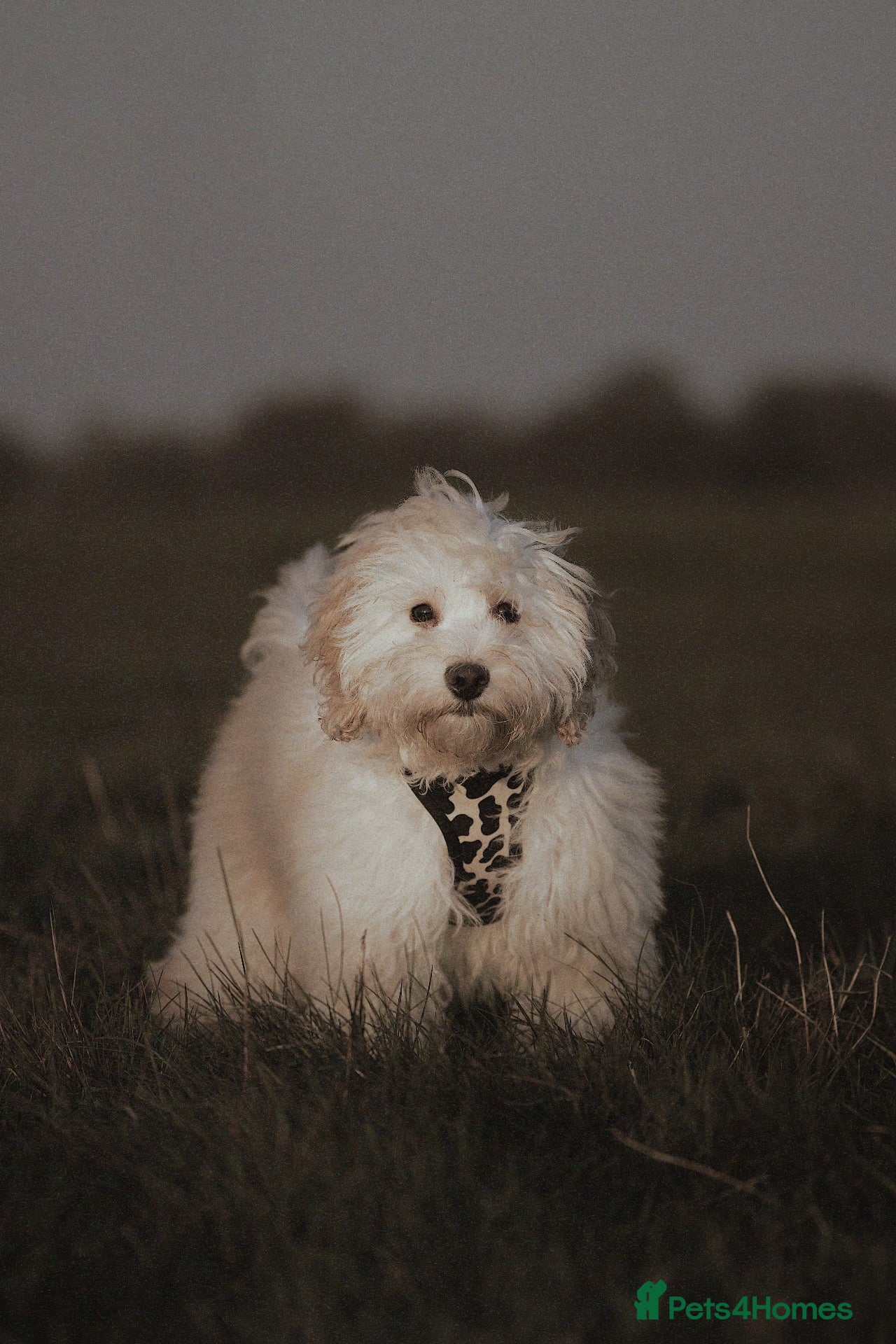 Cockapoo dogs cockapoo <3 - Advert 4