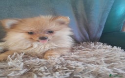 Pomeranian dogs for sale: Pomeranian puppies - Image 4