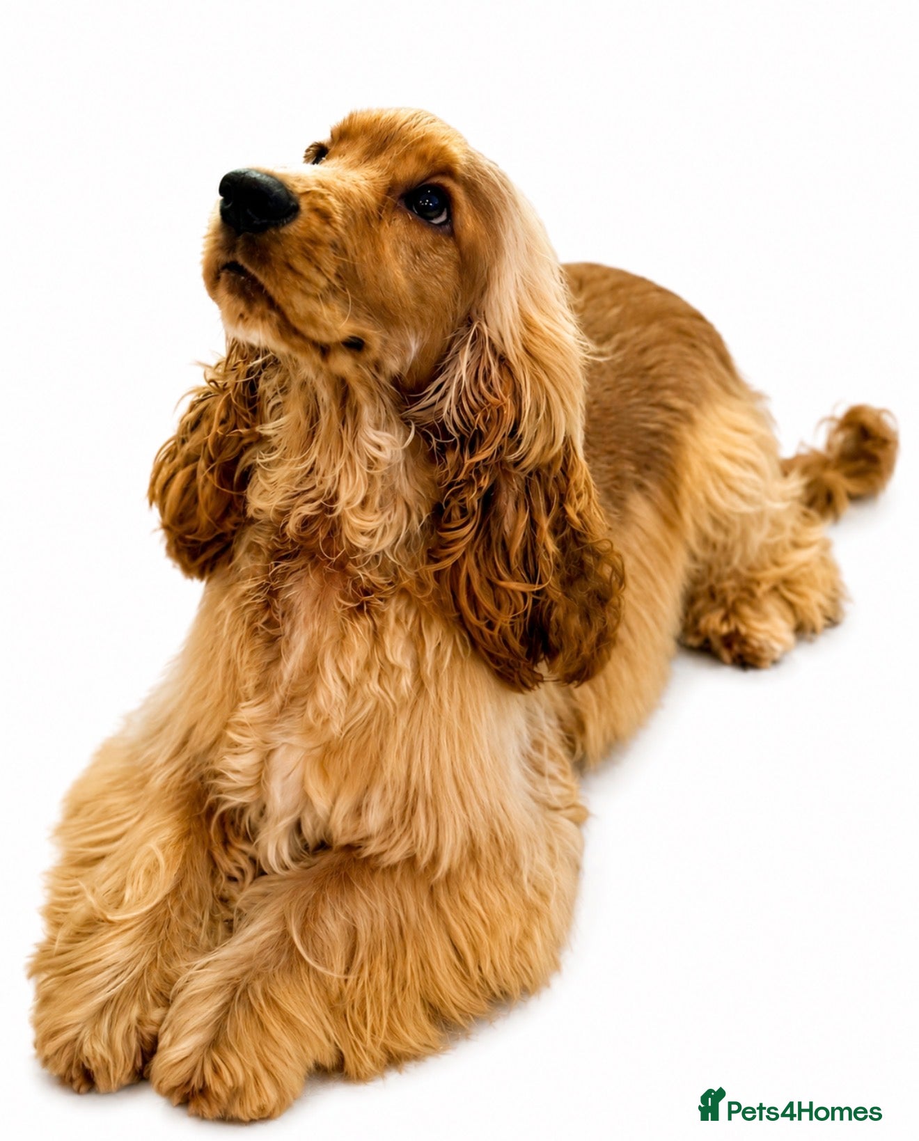 Cocker Spaniel dogs LUDO Golden Show CockerPedigree Stud PICK HEALTH - Advert 20
