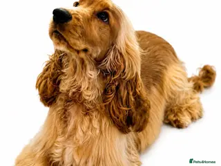 Cocker Spaniel dogs LUDO Golden Show Cocker Pedigree Stud PICK HEALTH - Advert 1