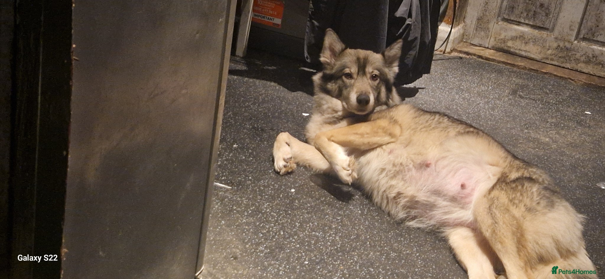 Mixed Breed dogs Puppies  - Advert 1