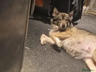 Mixed Breed dogs Puppies - Advert 1