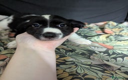Mixed Breed dogs for sale: 10 week old bassest cocker spaniel cross puppies - Image 8