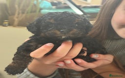 Cavapoo dogs for sale: 2 adorable male Cavapoo Puppies ! 🐾 - Image 24