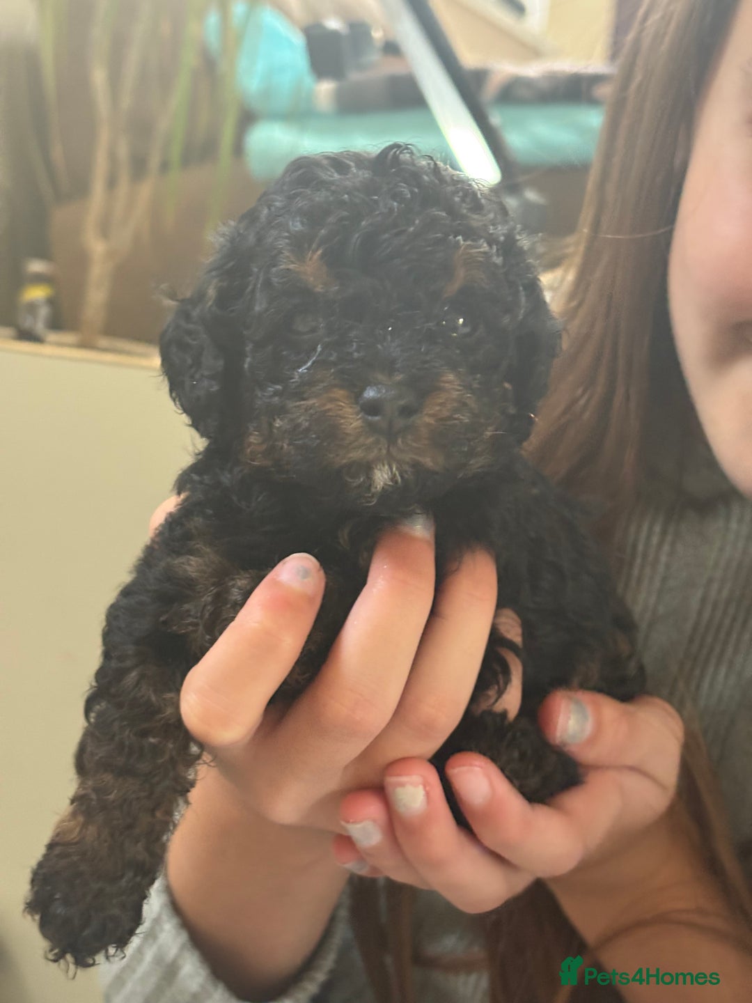 Cavapoo dogs for sale: 2 adorable male Cavapoo Puppies ! 🐾 - Image 24
