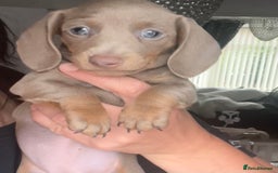 Dachshund dogs for sale: KC miniature dachshund  - Image 8