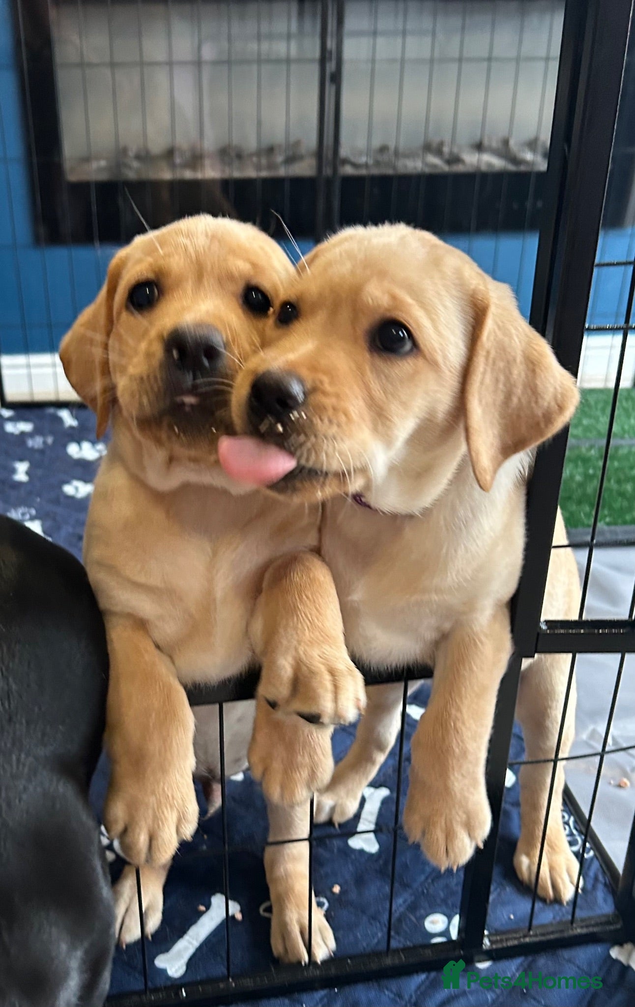 Labrador Retriever dogs Last 3 Stunning Lab Puppies ready to leave now! - Advert 6