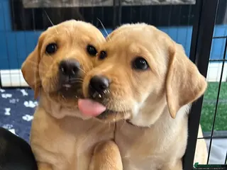 Labrador Retriever dogs Last 3 Stunning Lab Puppies ready to leave now! - Advert 1