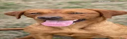 Labrador Retriever dogs for sale: Fox red Labrador pups - Advert 2