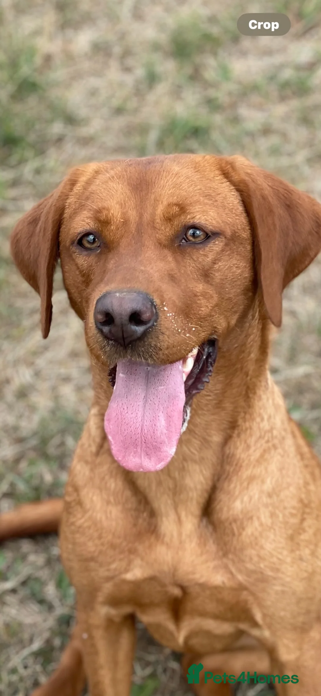 Labrador Retriever dogs for sale: Fox red Labrador pups - Advert 2