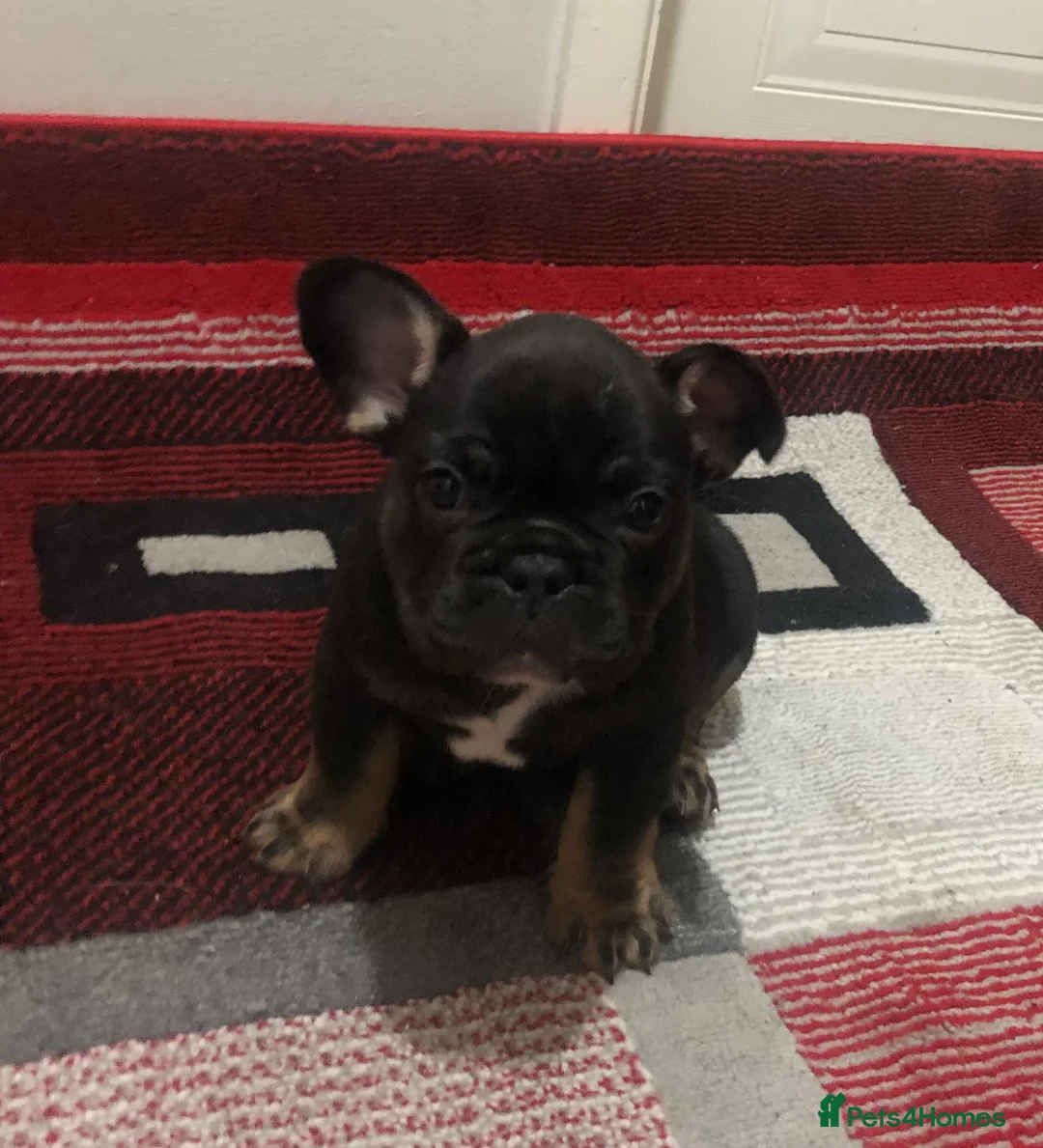 French Bulldog dogs for sale: 2x French bulldogs pups MALE  - Advert 7
