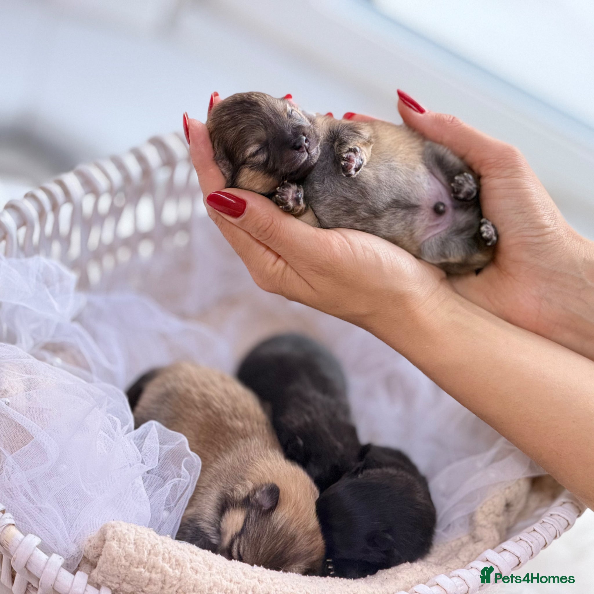Pomeranian dogs ✨ Tiny Teddy Face Pomeranian Puppies 🐻✨ - Advert 3