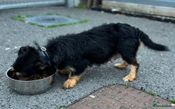 Jack Russell dogs for sale: Jack Russel puppies  - Image 13