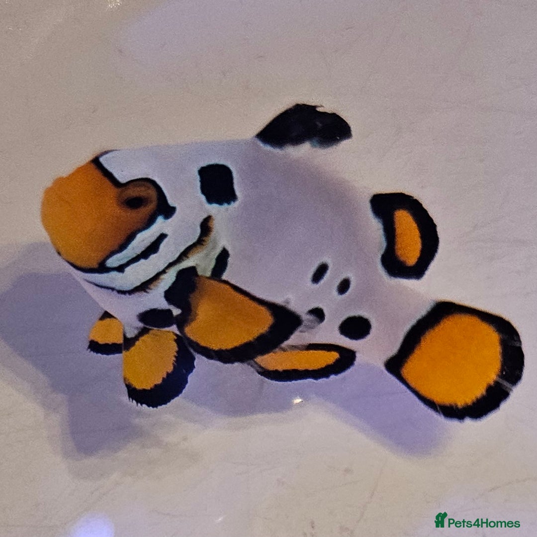 Other/Mixed Breed fish for sale: Designer Clownfish Pair (Frostbite & Black Storm) - Advert 6