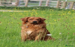 Golden Retriever dogs for sale: Dark Working Golden Retriever puppies  - Image 21
