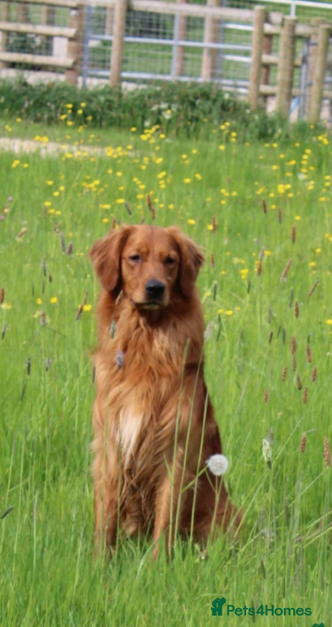 Golden Retriever dogs for sale: Dark Working Golden Retriever puppies  - Image 21
