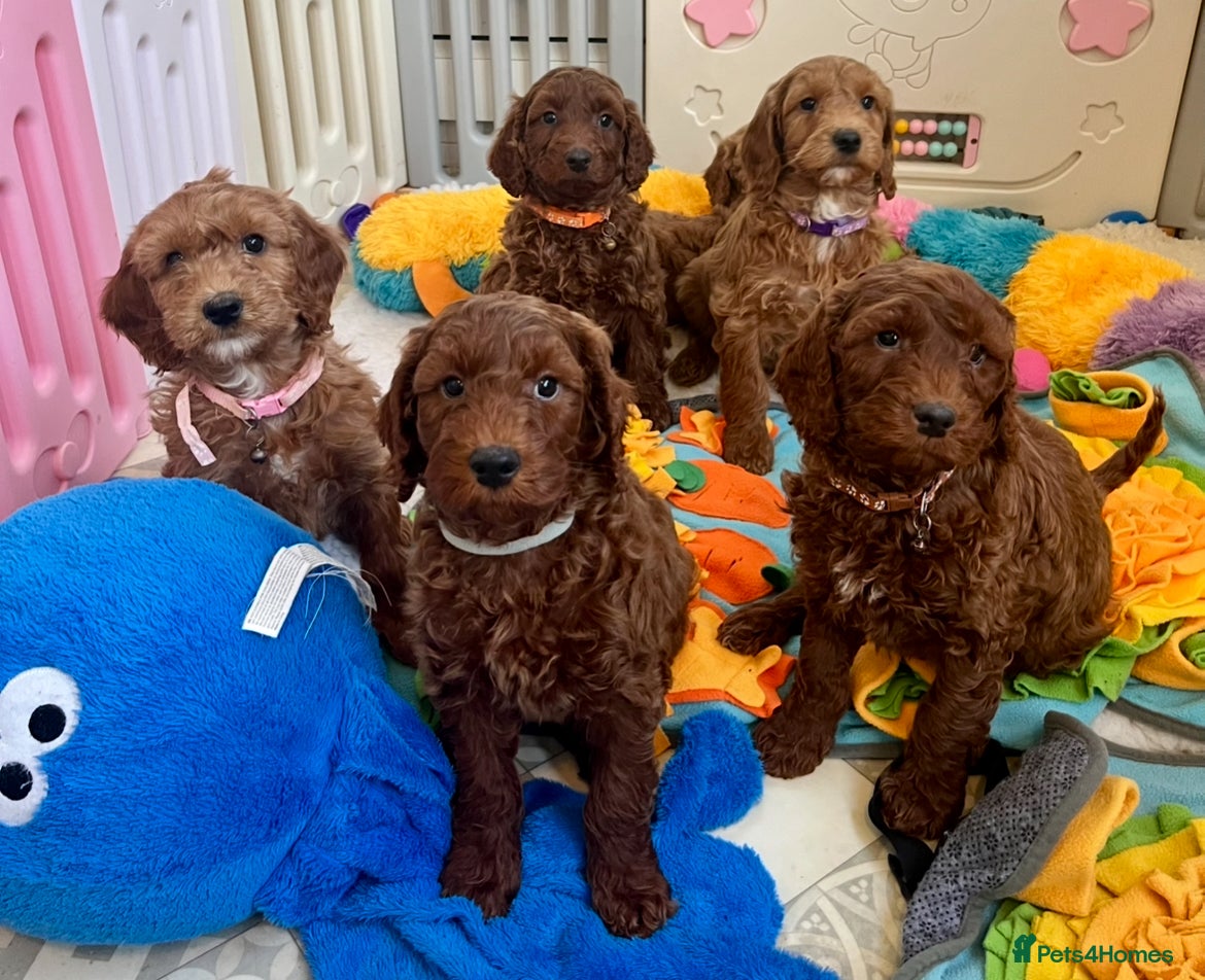Goldendoodle dogs Outstanding quality fully tested Goldendoodle pups - Advert 1