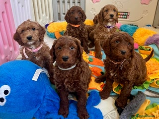 Goldendoodle dogs Outstanding quality fully tested Goldendoodle pups - Advert 1