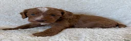 Cockapoo dogs for sale: Stunning Deep Red Cockapoos - Advert 9