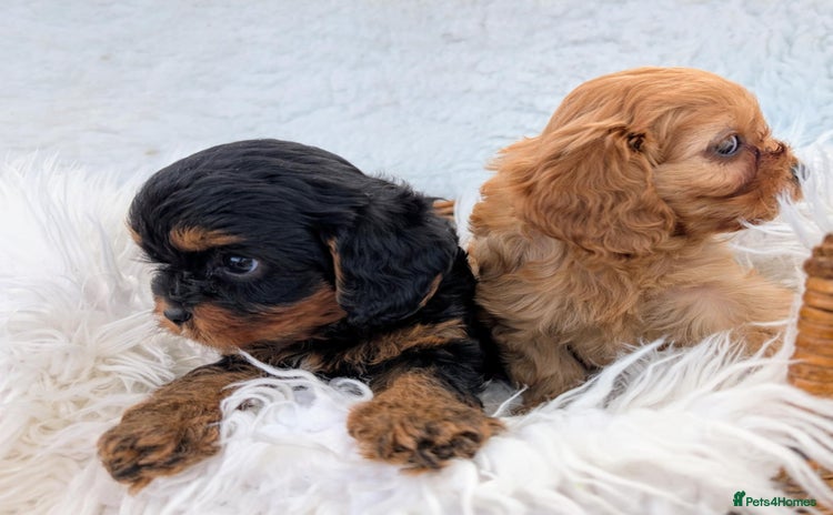 Cavapoo dogs - Advert 3