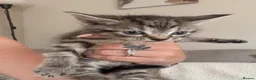 Mixed Breed cats for sale: 2 Beautiful grey striped kittens! - Advert 7