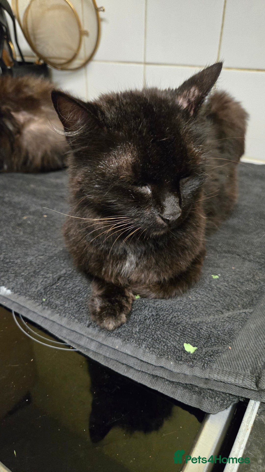 Mixed Breed cats for sale: 2 brothers looking for new forever homes  - Image 5