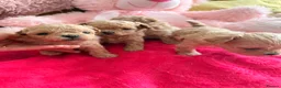 Maltipoo dogs for sale: 🤎Beautiful litter of Mini Mini Matipoo 🤎 in London - Advert 9