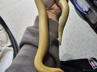 Snake reptiles Snakes for sale - Advert 4