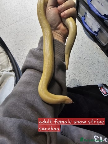 Snake reptiles - Advert 1