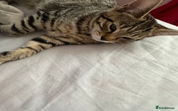 Maine Coon cats for sale: Maincoon mix female kitten - Image 3