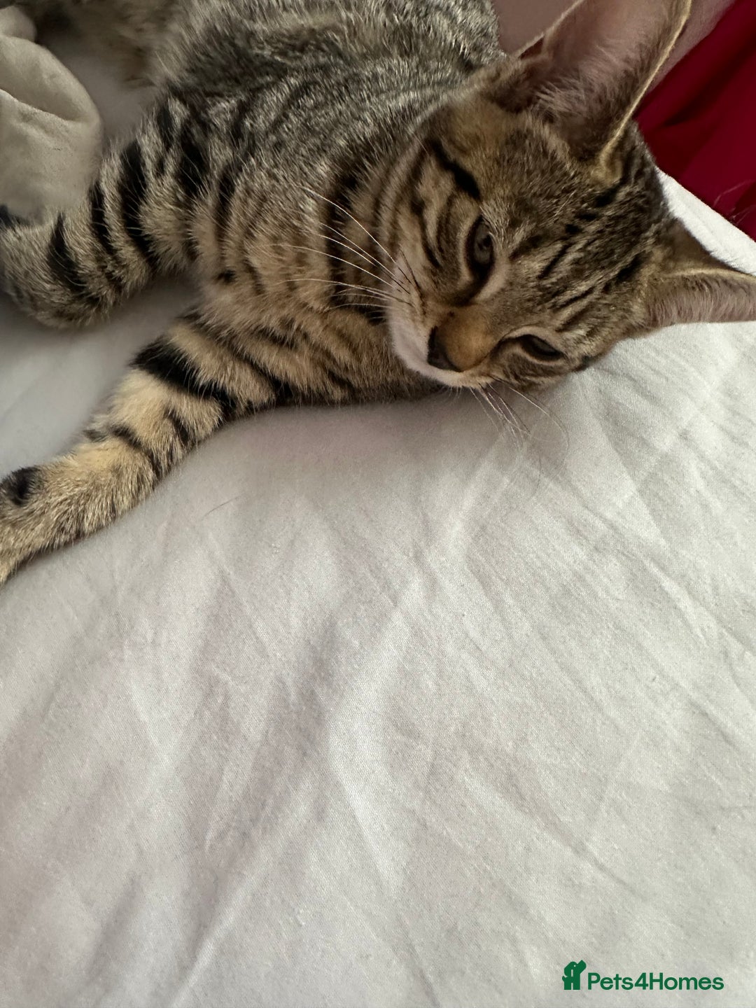 Maine Coon cats for sale: Maincoon mix female kitten - Image 3