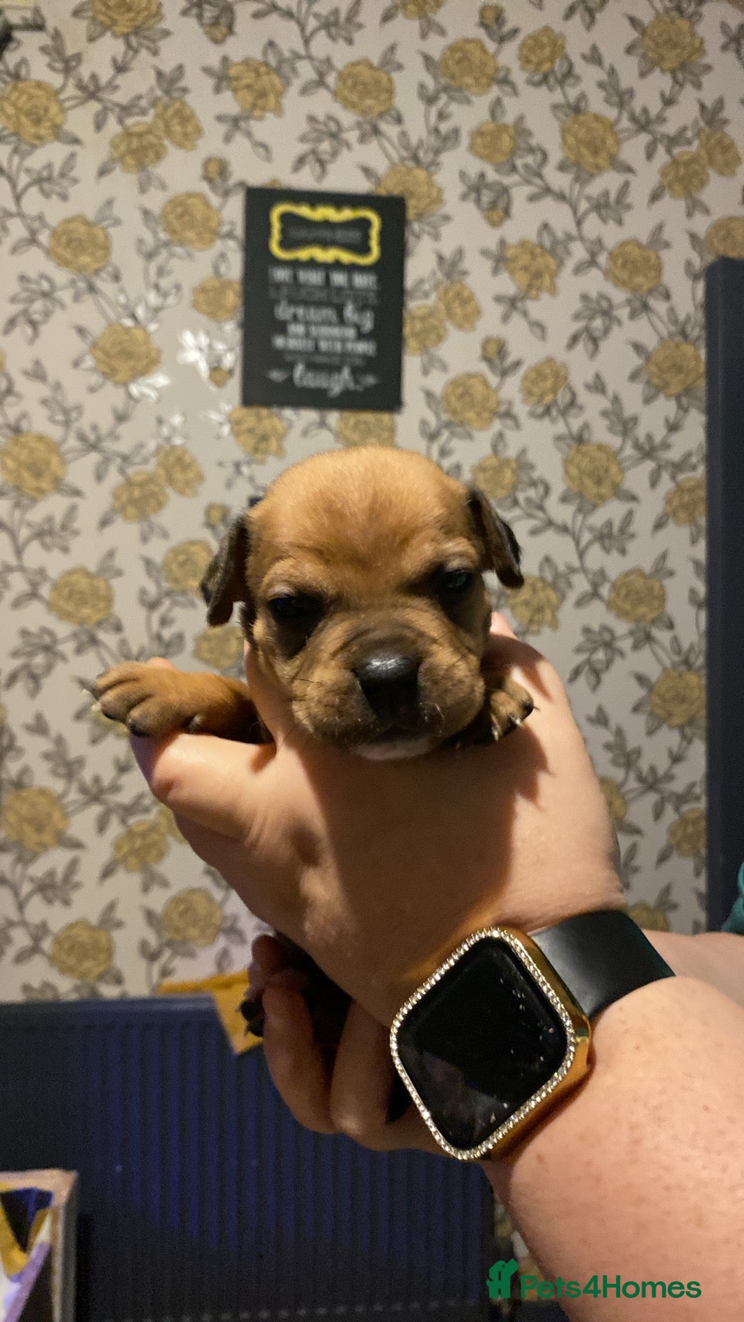 Mixed Breed dogs for sale: Female puppy  - Advert 3