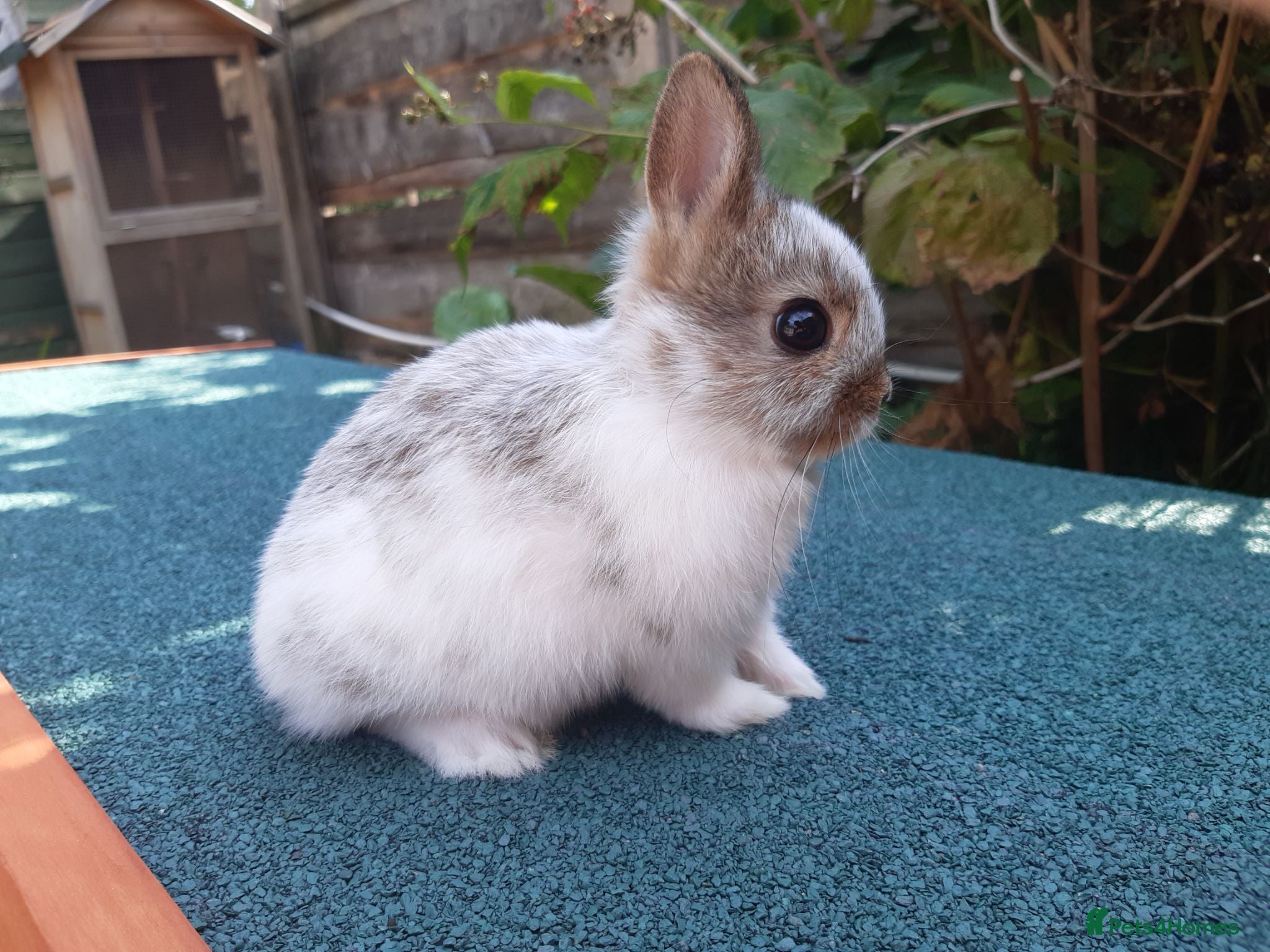 Netherland Dwarf rabbits Broken netherland dwarf doe - Advert 1