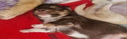 Chihuahua dogs for sale:  Long Coat KC CHI pups 2 BOYS & 1 GIRL - Advert 7