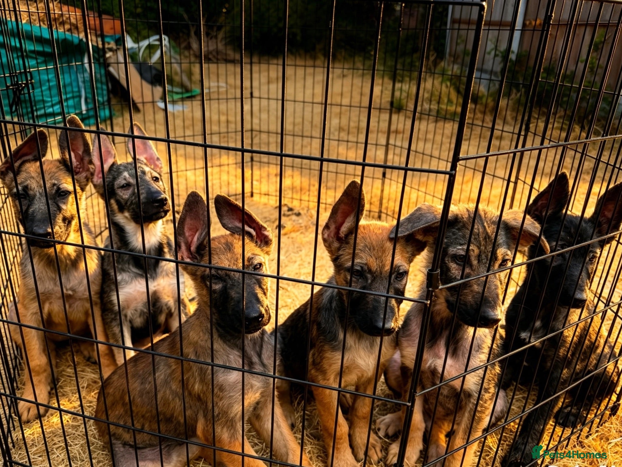 Mixed Breed dogs Dutch x german shepherd  - Advert 4
