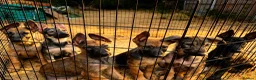 Mixed Breed dogs for sale: 🐶German Shepherd x Dutch Working-Line Puppies 🐶 - Advert 1