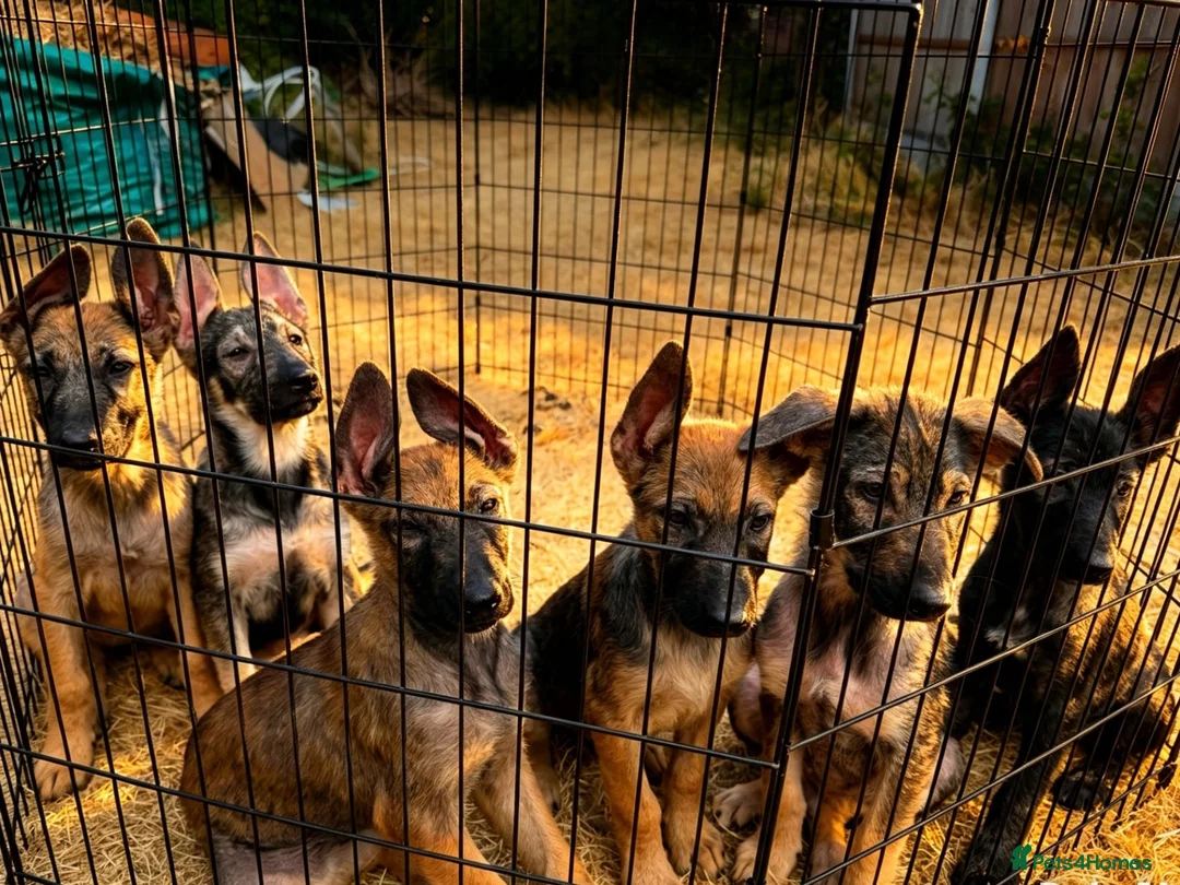 Mixed Breed dogs for sale: 🐶German Shepherd x Dutch Working-Line Puppies 🐶 - Advert 1