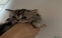 British Longhair cats for sale: British Long Hair Kittens - Image 17