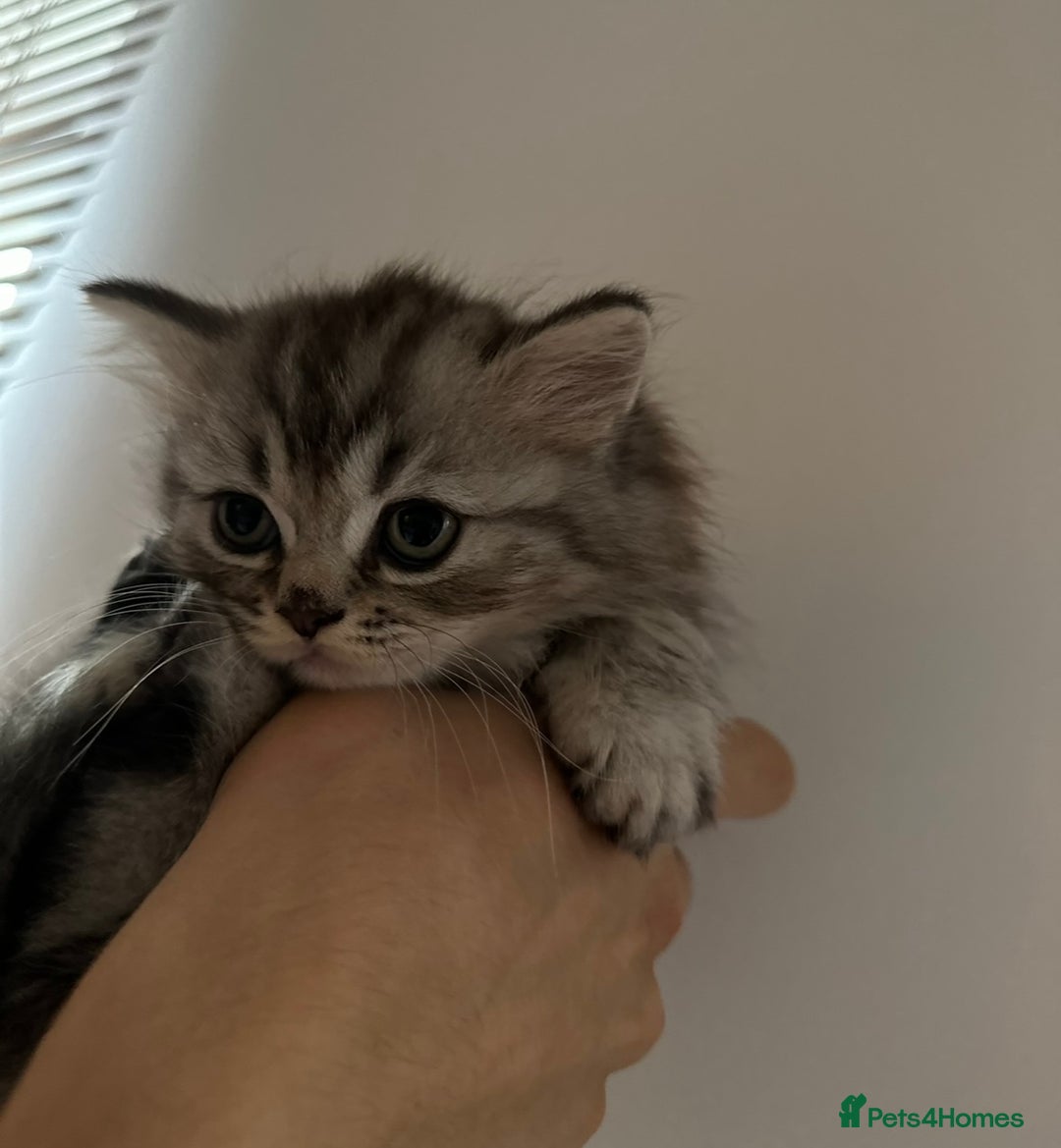 British Longhair cats for sale: British Long Hair Kittens - Image 17